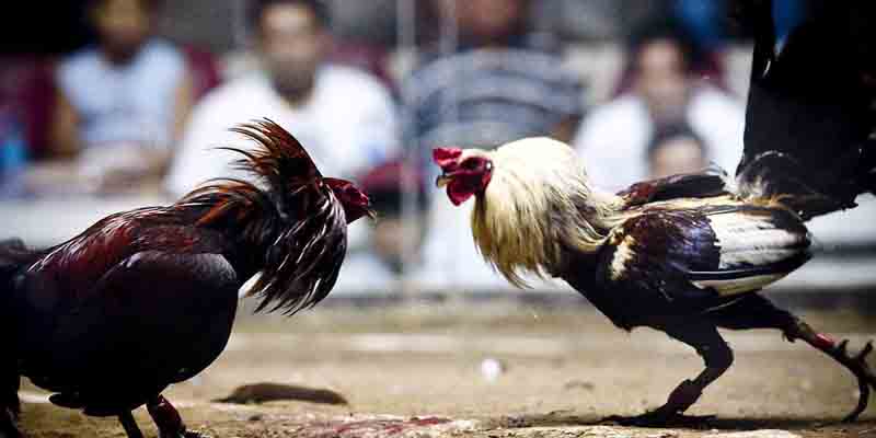 Asia Cockfighting App: Unique Experience with Online Cockfighting