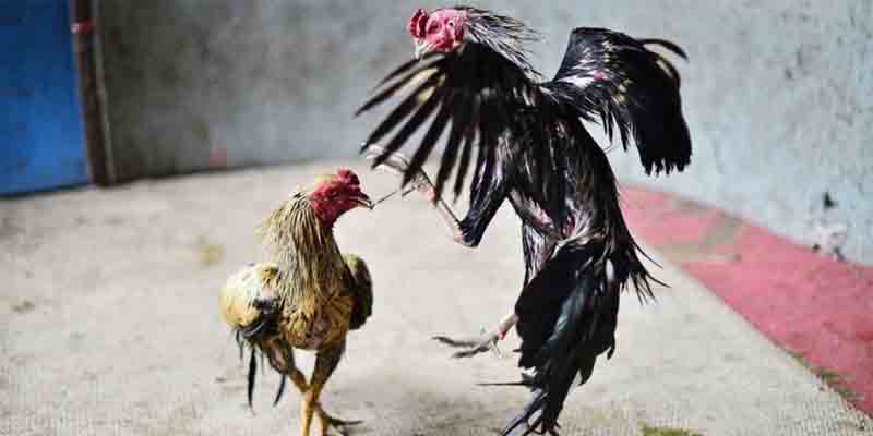 Register an Account on Asia Cockfighting App