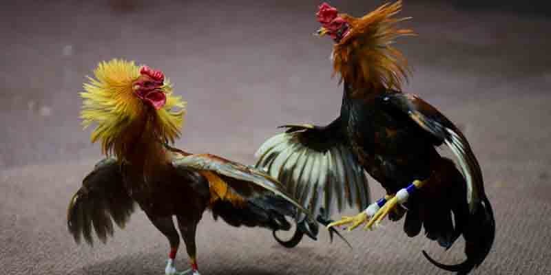 Asian Cockfighting Brings Top Experience for Players at 777pubs