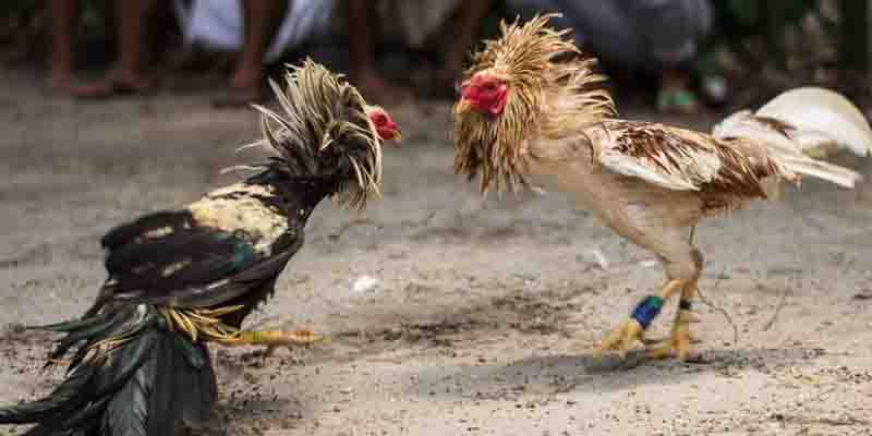 Asian Cockfighting Application: Online Cockfighting Experience