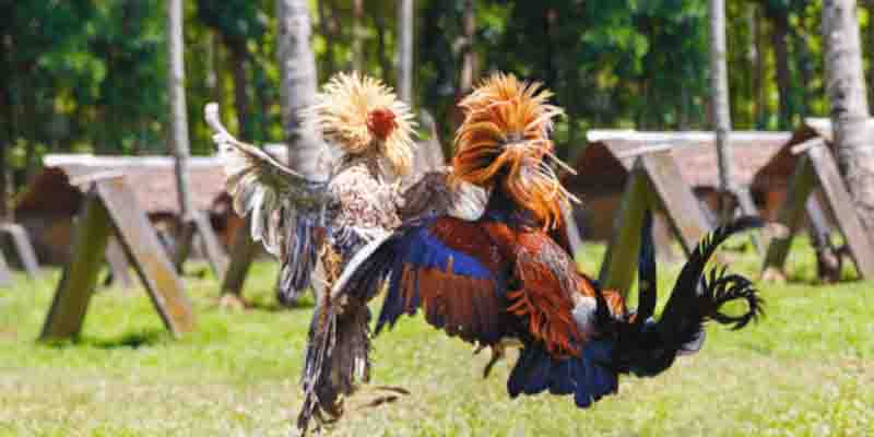 Cockfighting Breeds and How to Choose the Best Fighting Chickens