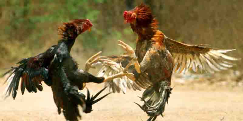 Training the Skills and Physical Strength of Chickens