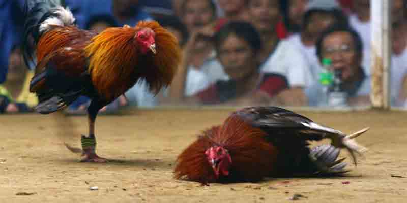 Interesting Aspects of the Cockfighting Calendar