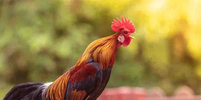 Choosing Rooster Breeds with Superior Stats