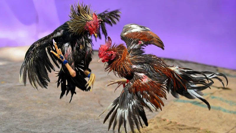How attractive is cockfighting with knife spurs to viewers?