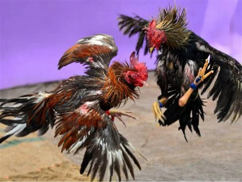 Some of the most outstanding fighting cock lines in the cockfighting village