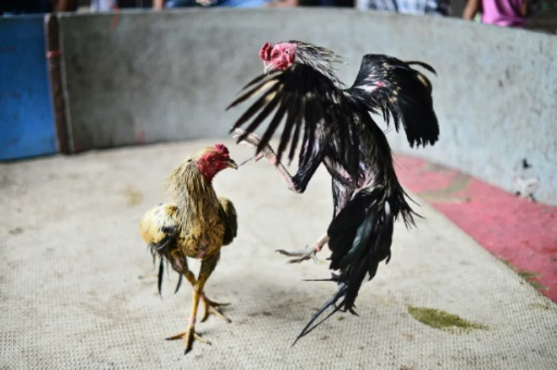 Secrets effectively applied by cockfighters