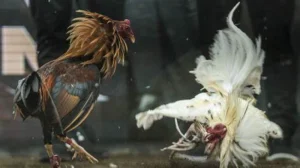 Choosing a fighting cock
